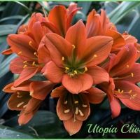 Utopia Clivias