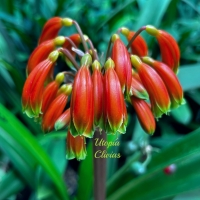 Utopia Clivias