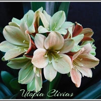 Utopia Clivias