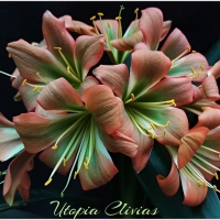 Utopia Clivias