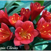 Utopia Clivias