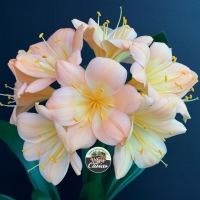 Vico pink and Peach