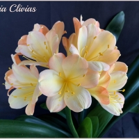 Utopia Clivias